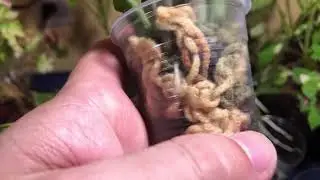 UPDATE!!! - Bare-Rooted Plants, Water Culture Begonias, Orchids and More!!!