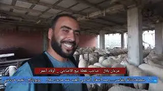 سطيف/تالة إيفاسن....رصد أسعار أضاحي العيد عند بلال مرعان