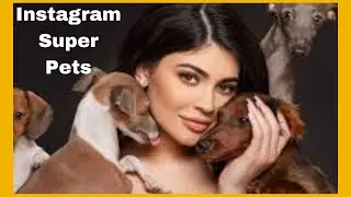 Top 10 Instagram Celebrity Pets: The Furry Influencers