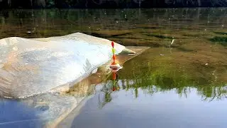 Surga Memancing Di Air Jernih Terlihat Jelas Ikan Nila Antri Umpan Jatuh #Hp183
