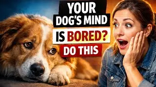 15 Mental Stimulation Tricks That Make Dogs Happier Instantly