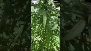 White Widow Flowering #shorts #whitewidow #grow #marijuana