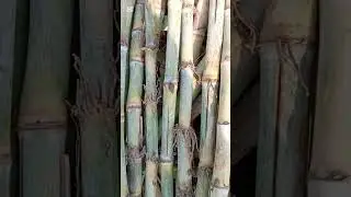 #pure seed selection or sowing should be after screening by dev.& cane teams of JDW Sugar Mills.