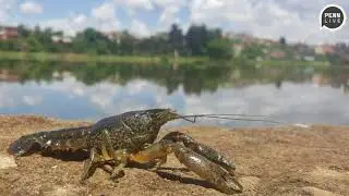 Marbled crayfish becomes plentiful species thanks to genetic mutation