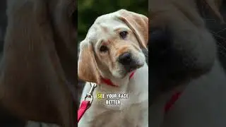 Почему собаки наклоняют голову