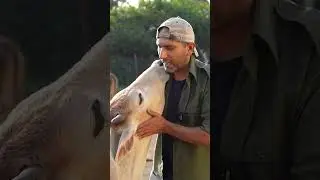 Cow hug day