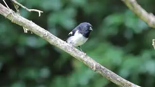 North Island Male Tomtit