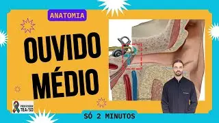 Orelha M&eacute;dio - Martelo, Bigorna e Estribo - Nervos e M&uacute;sculos - Anatomia Humana