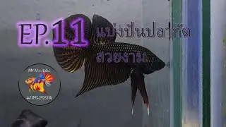 EP.11แบ่งปลากัดป่า