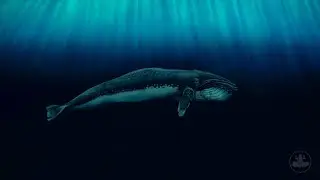 Whale - Bodypainting Illusion by Johannes St&ouml;tter