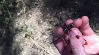 Epitheca princeps - female - slow motion release