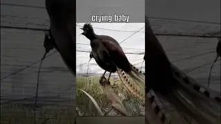 This Is The Scariest Bird Sounds