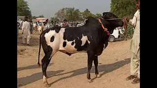 Domail Mandi || Fatehjang (Part 02) 22/10/2021 || Dhani bulls