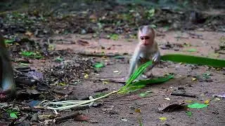 It's All About BABY MONKEY IN SOVANA Group | Collection Of The Month