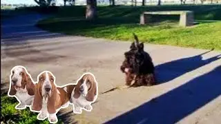 Бассет-хаунды встречают шотландских скотчей!