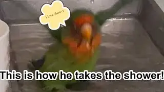 Love bird taking shower vlog! (This is a showering video..) #Shorts