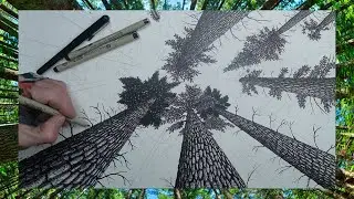 Part 4 - Drawing a Pine Forest in Perspective with Pigma Micron Ink Pen