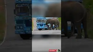 In some cases, they attack in response to past threats. #elephant #automobile #africanelephant