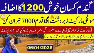 Today Wheat price in punjab//گندم کا ریٹ2026/munji makki till sarso/Galla mandi rate today 2026