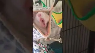 sleepy rats 🐀