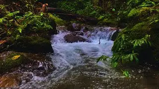 The River Sound You’ll Replay Every Day – Gentle Stream Flow & Birds Singing, Sleep ASMR