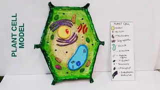 Plant cell 3D model making for science exhibition project | biology project |diy