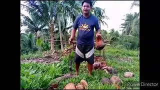 Pano balatan ang niyog / how to clean the coconut shell