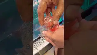 Oceans world Kurla fish market || cheapest aquarium fish shop kurla