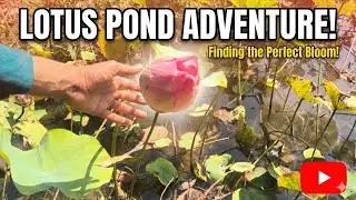 The Ultimate LOTUS POND ADVENTURE! 🪷 Finding the Perfect Bloom