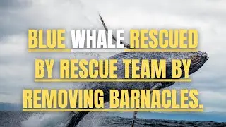 Blue whale rescued by rescue team by removing barnacles.