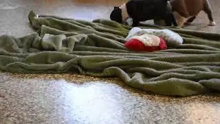 Boston Terrier Puppies For Sale