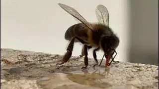 Save the bees