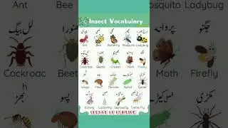 Learn Insect Names in English and Urdu | English Vocabulary for Kids & Beginners, Lesson#191