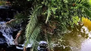 Beautiful waterfall in the forest.  Full Screen. Relaxation