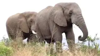 How Elephants use their Trunks