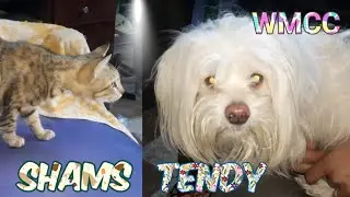 The First Meeting Cat SHAMS Dog TENDY 😺