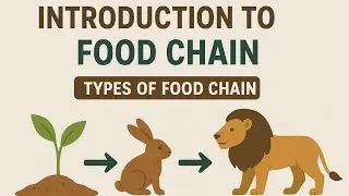 Introduction to Food Chain | Types of Food Chain | Energy & Environmental Engineering | EEE RGPV