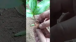 DIY gift ideas for plant lovers featuring Japanese bamboo money making plant, Ep 6