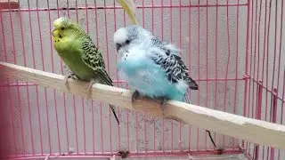 Observing bird's life is a healing therapy |  Budgies lifestyle