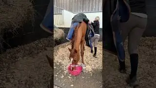 Day in my life with 6 horses