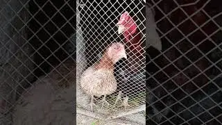 Breeding Progress K Sath Pigeon Ka Shook Gujranwala 
