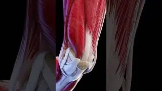 Omega 3 parte 1#cuerpofitnes #motivation #salud #suplementos #omega3 #shortvideo