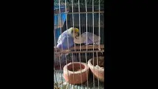 pretty bird parenting | bird nesting fantastic moment  |  feeding by female bird  |  2024