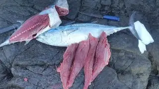 Rocky bluefin tuna hunt | unexpected first catch revealed!! Mac Tuna...🎣