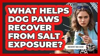 What helps dog paws recover from salt exposure?