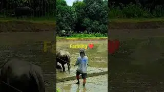 #farming #magsasaka#agriculture  #shorts