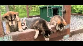 Seavey's Ididaride Sled Dog Tour