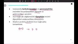 Proteinlerin Kimyasal Sindirimi | Net ve Akılda Kalıcı Anlatım