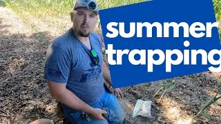 summer trapping for coyotes