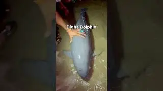Digha dolphin 🐬 #2025dolphin #digha #dighadolphin #dolphin #babaydolphin